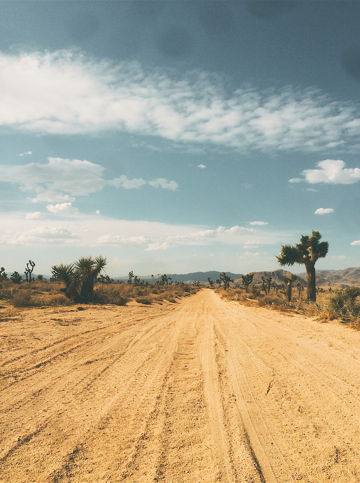 Dirt road through Joshua Tree